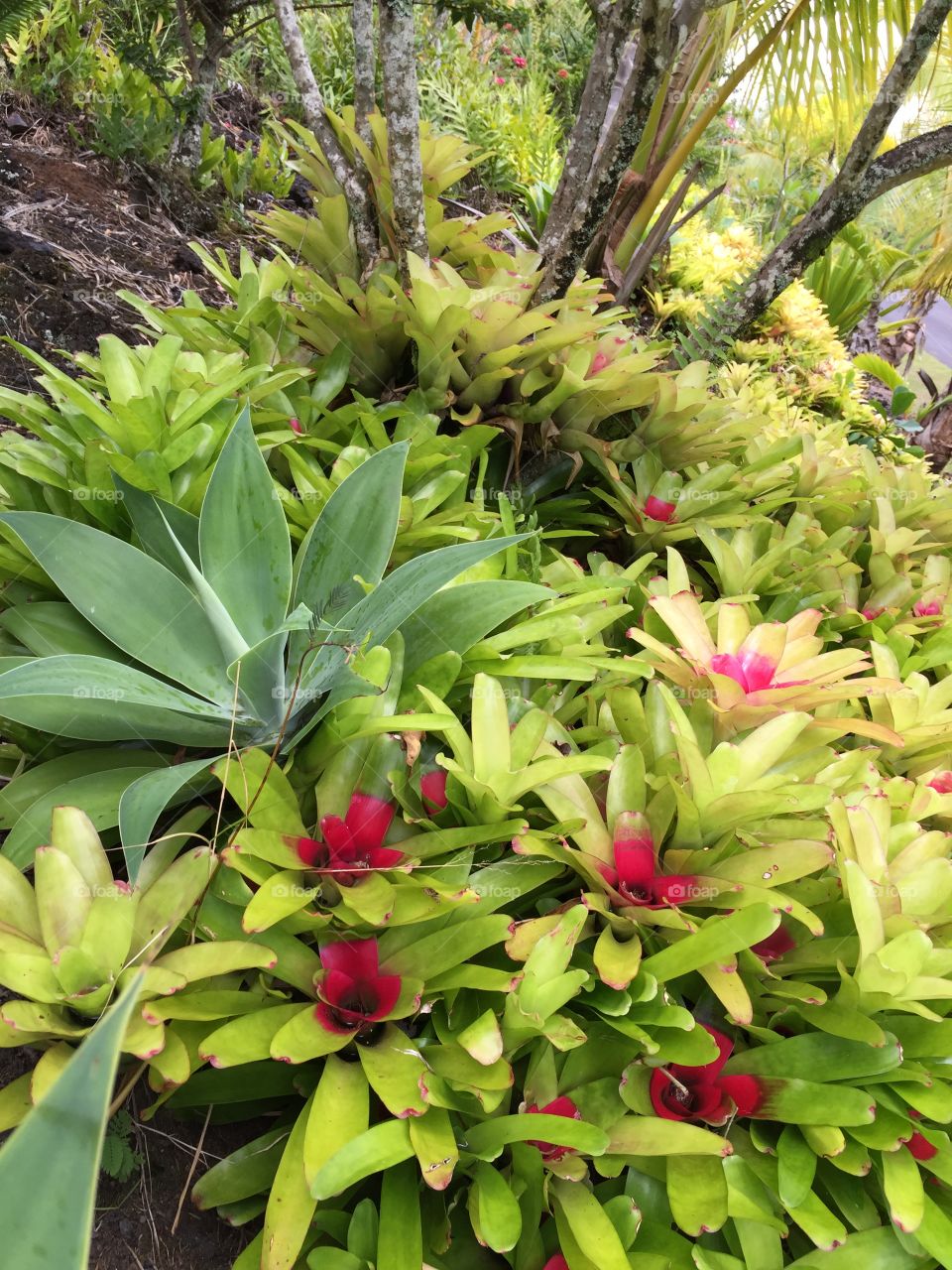 Hawaii Series: Bromeliads 