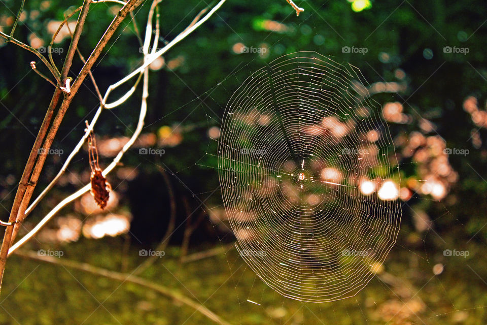 Glowing spider web