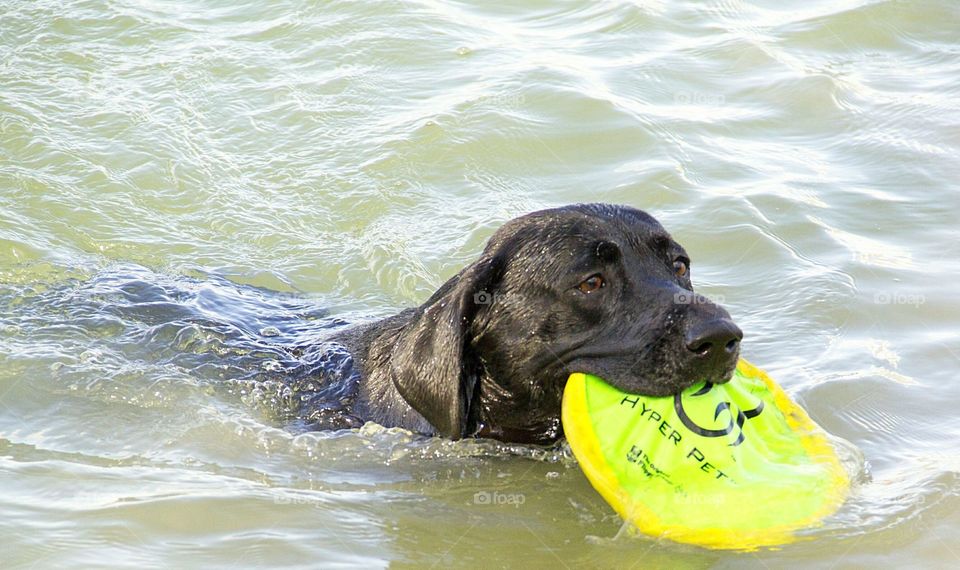 Black Labrador playing with frisbee in water