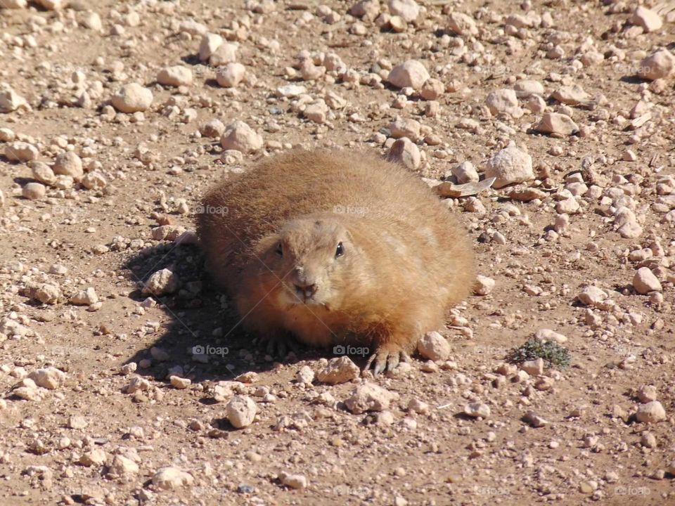 Prairie dog we called “pancake”. 