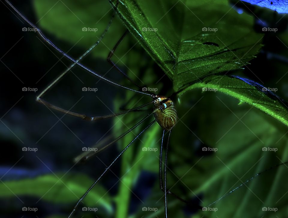 Harvestmen At Sunset 