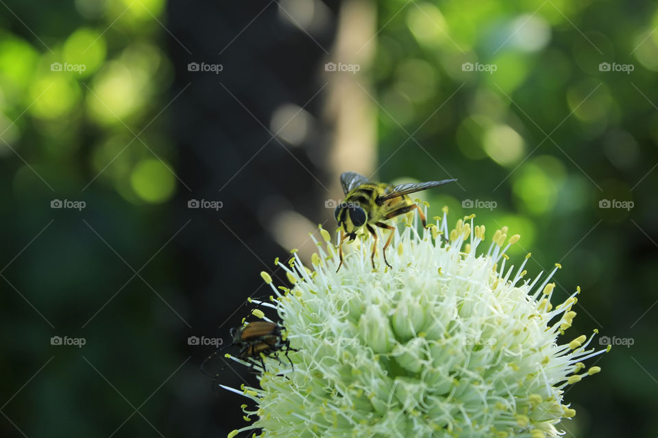 Close-up of bee on plant