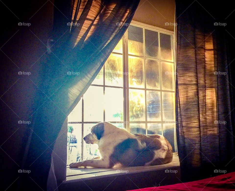Doggy in a Morning Window