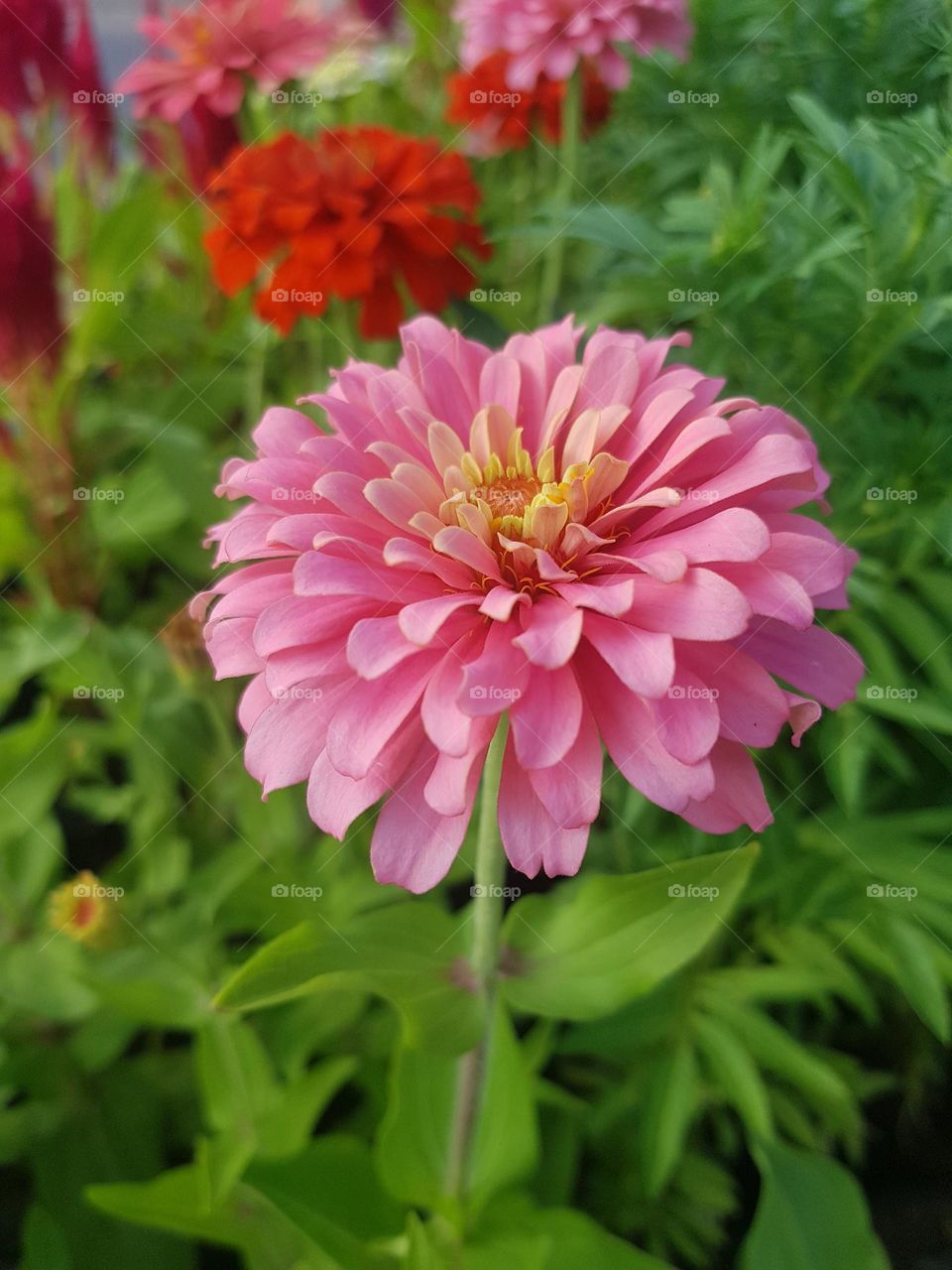 Zinnia in the garden