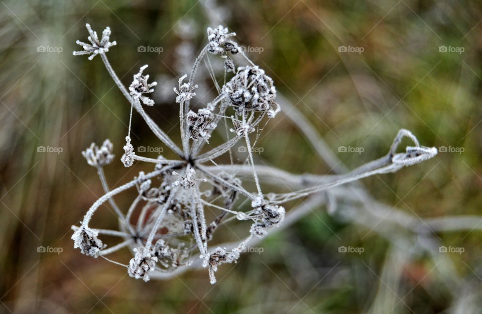 Nature, Flower, Flora, Outdoors, Grass