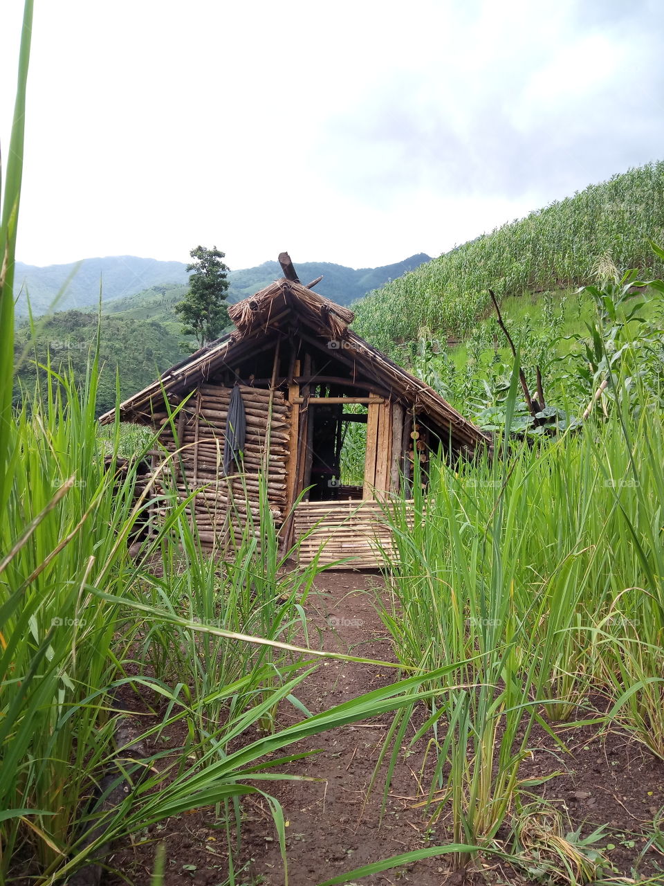 field hut