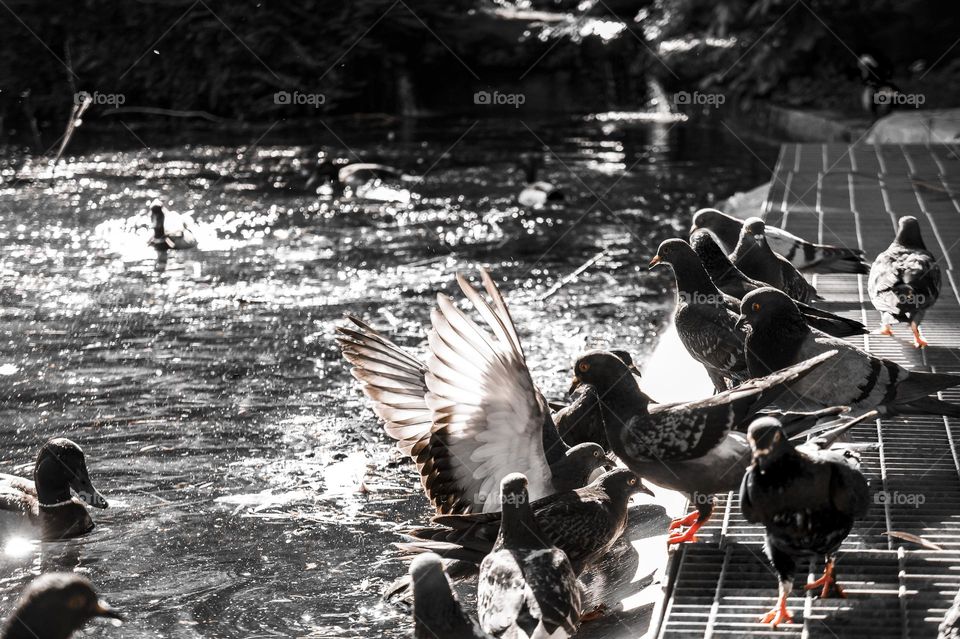 Pigeons have fun in front of a fountain, after a hot day in the park 
