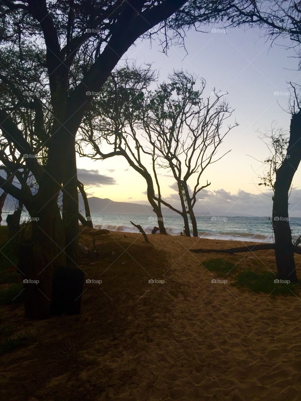 Landscape, Tree, Dawn, Sunset, No Person