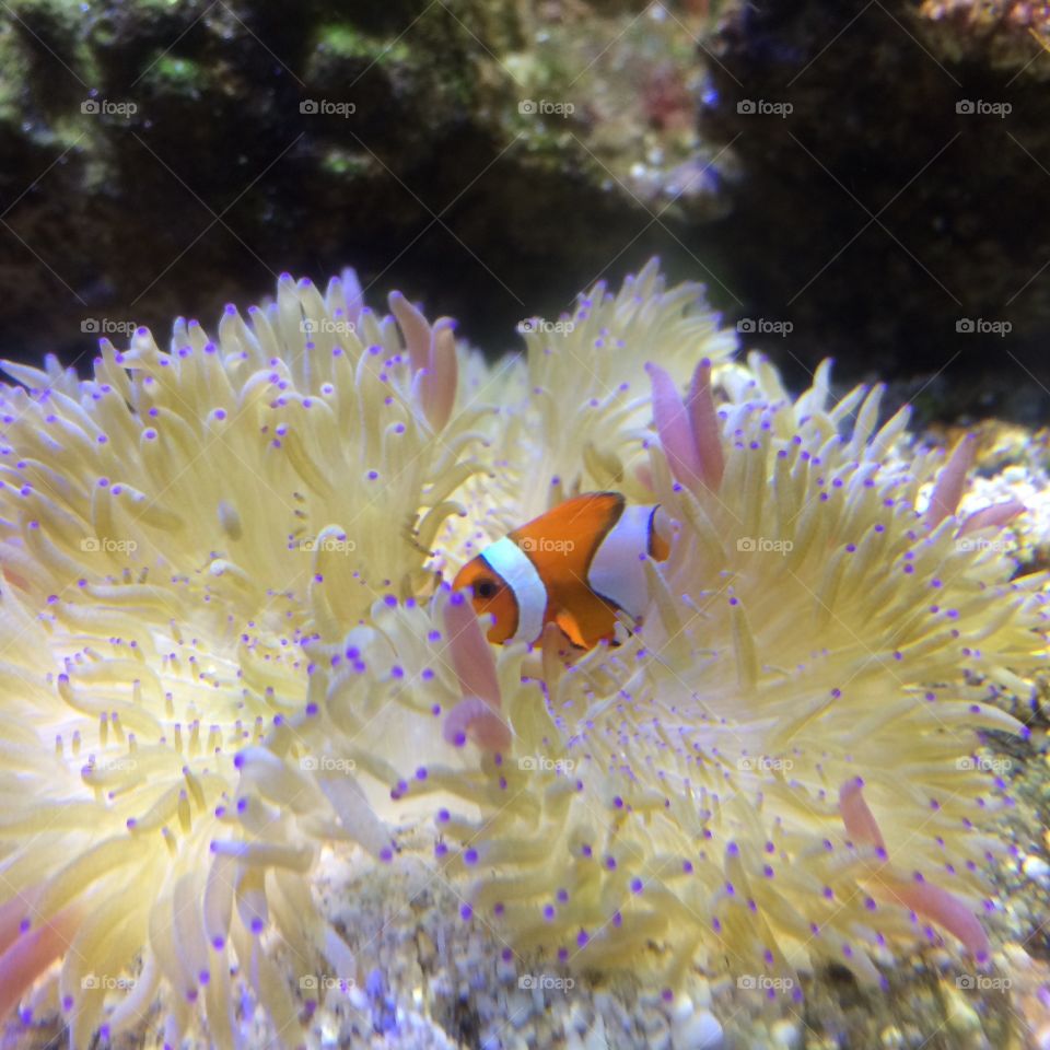 Nesting Clown Fish
