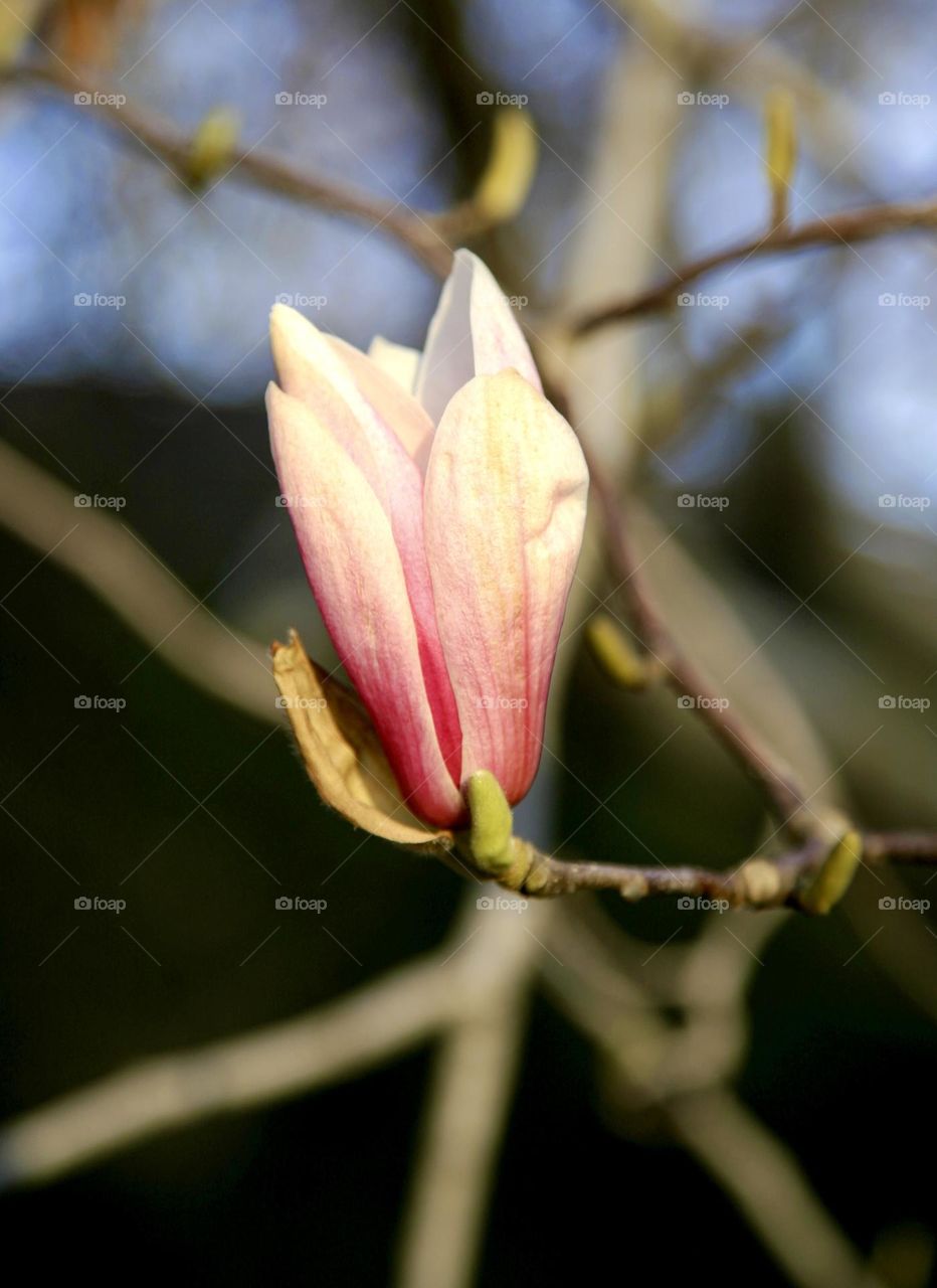 Bloomy Magnolia