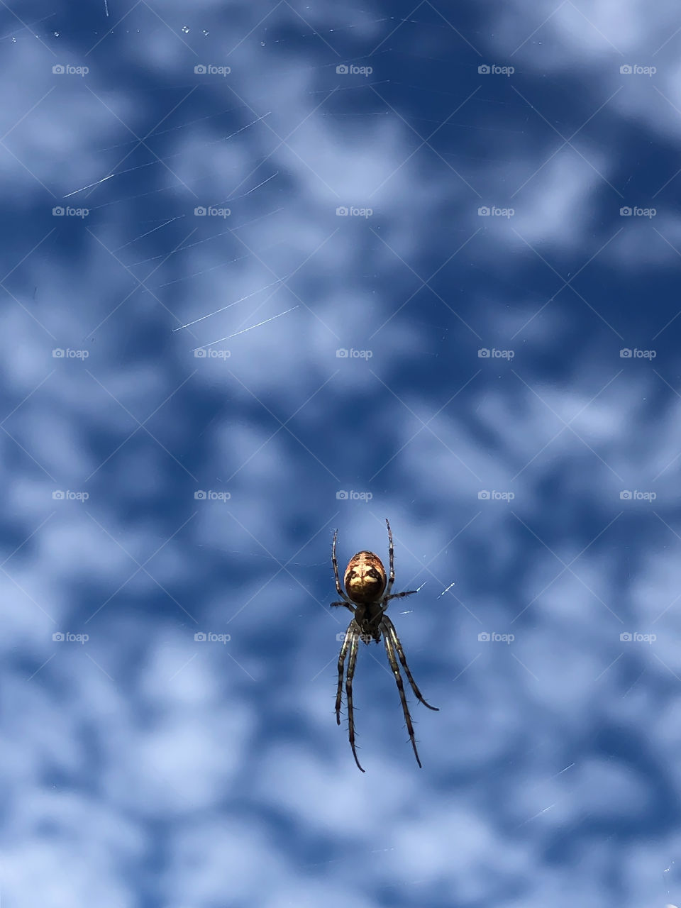 ingenious nature - spider lurks in invisible web