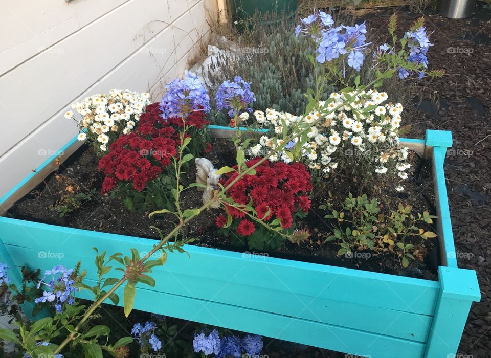 Beautifully contrasted flowers of red, white and purple fill this striking teal blue planter box and adorn the backyard with a cheerful ambiance. 
