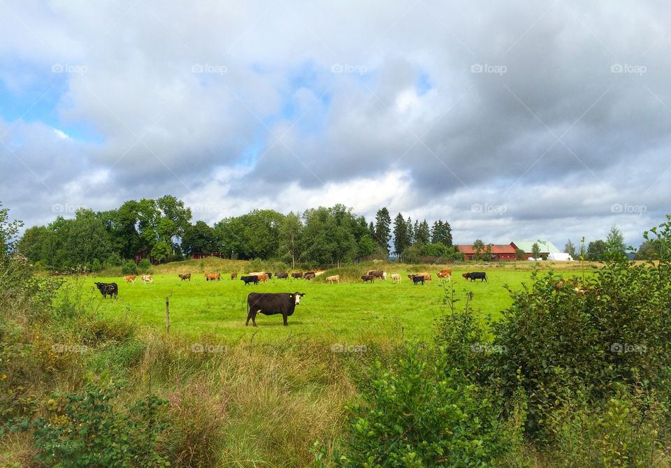 Cows