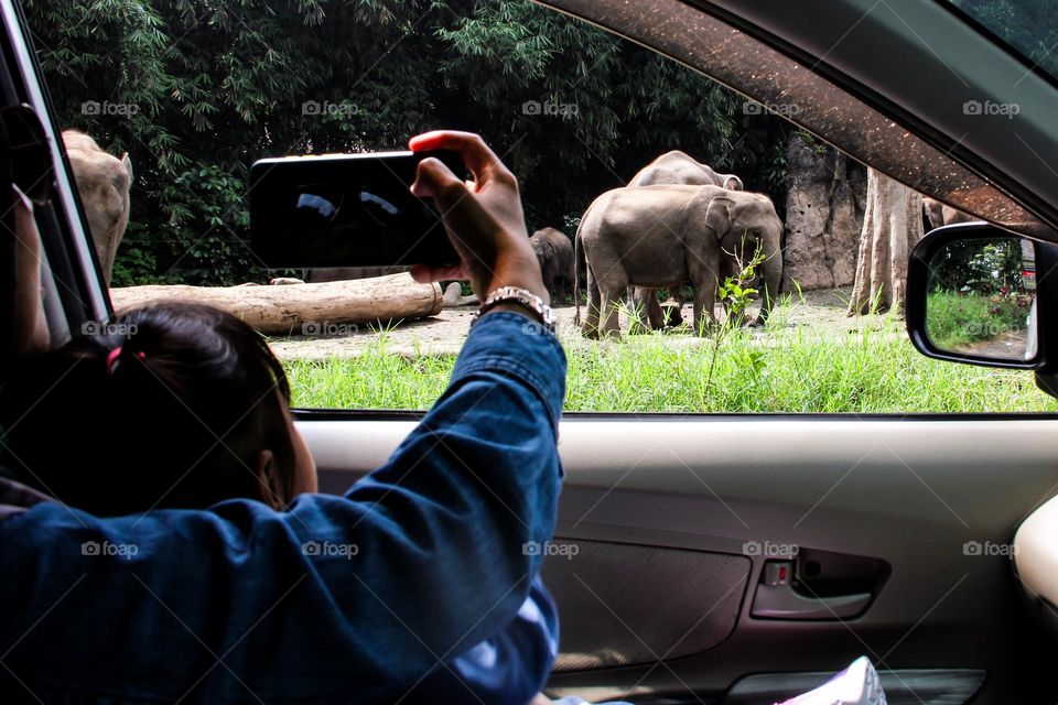 portrait of a woman recording elephant activity from inside a car at a safari park.