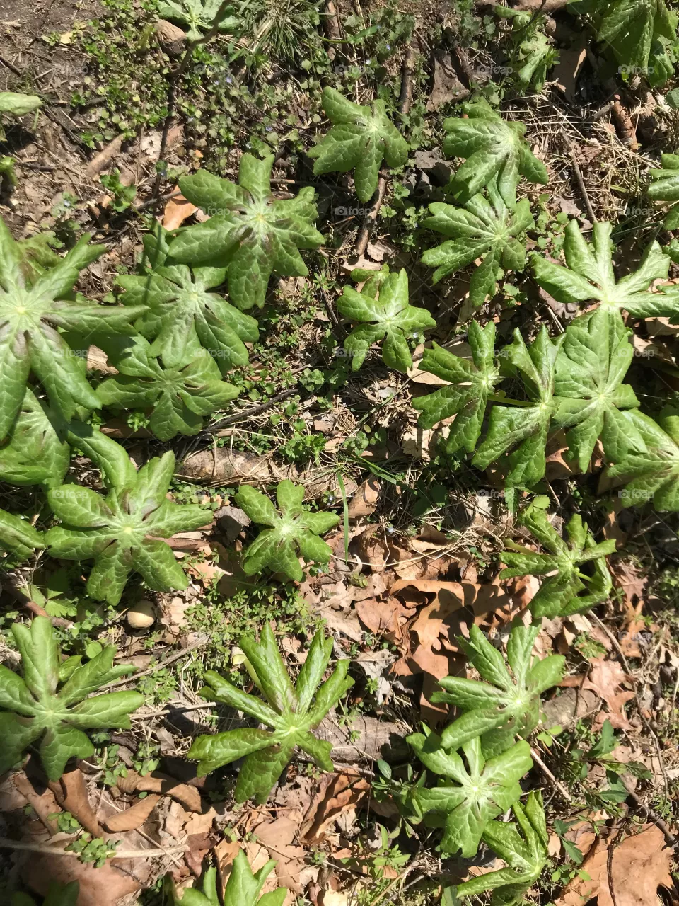Seedlings 