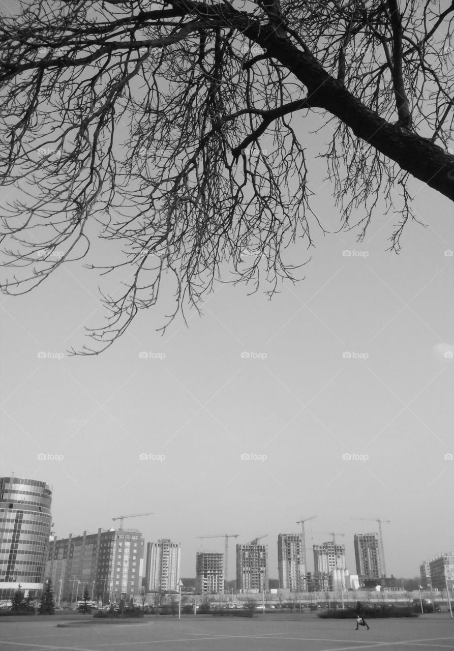 City, Tree, Skyline, Sky, No Person