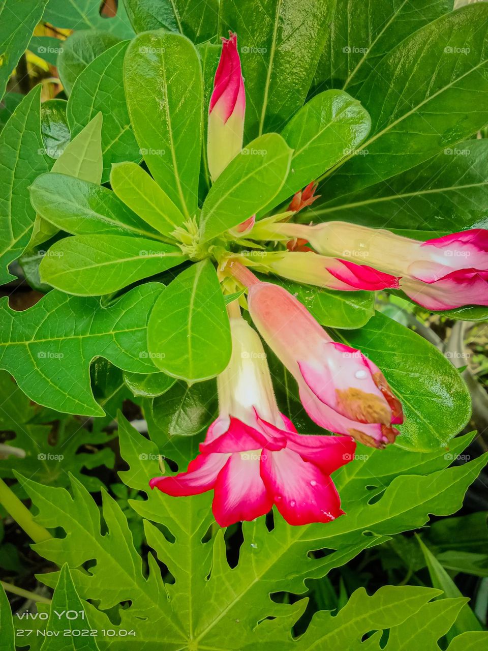 flowers in Indonesia