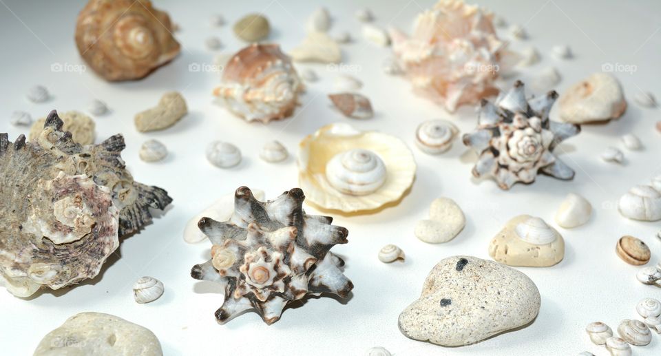 Seashell, Desktop, Decoration, Shell, Food