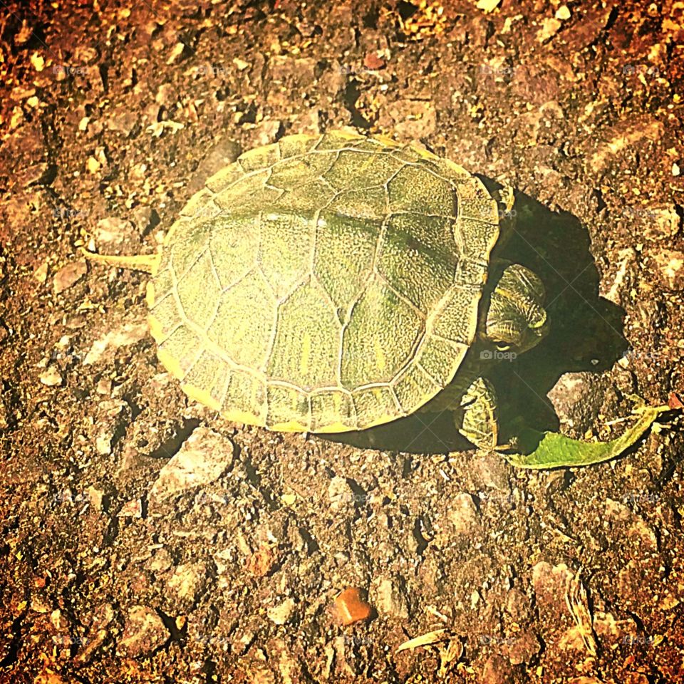 Tiny turtle 