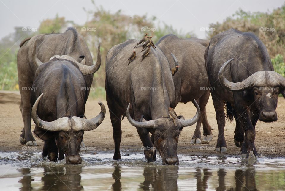 Herd of buffalo drinking water covered in ox peckers 