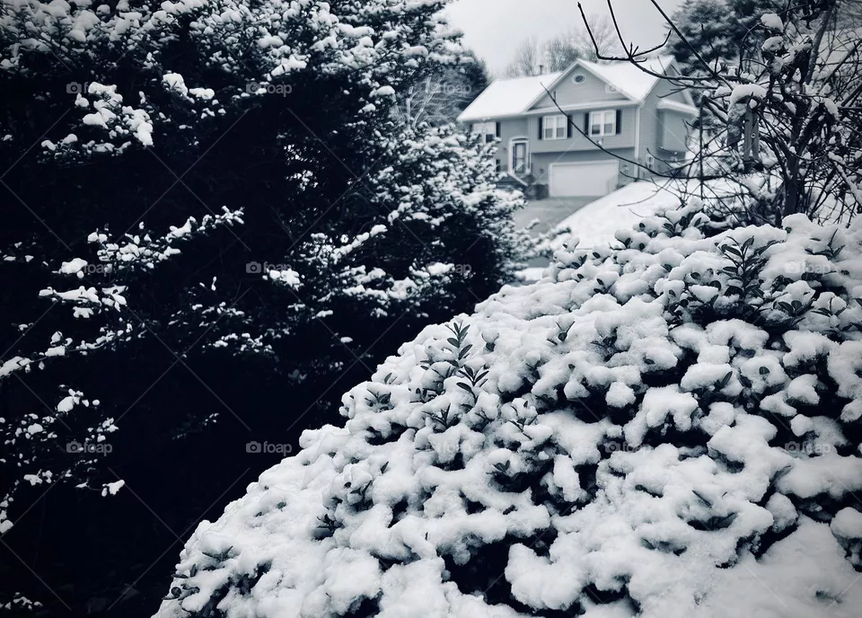 Winter