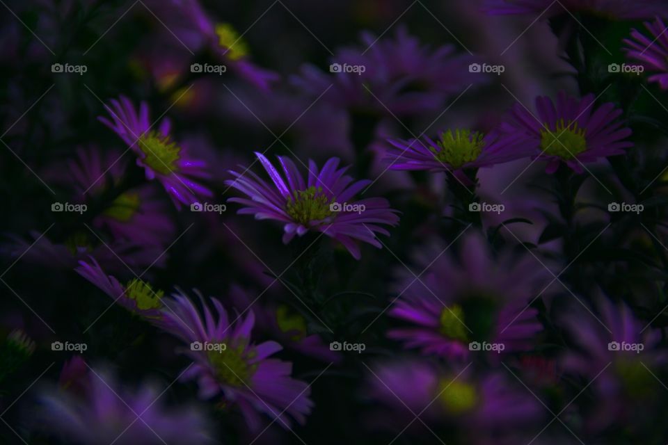 Aster