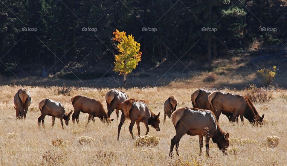 Elk