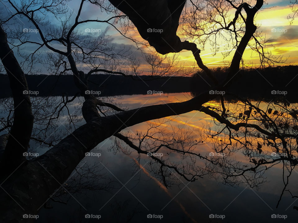 Tree branches silhouetted by the golden sunset at Lake Benson Park in Garner North Carolina, Raleigh Triangle area, Wake County. 