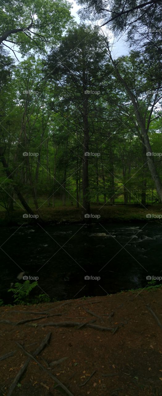 Landscape, No Person, Wood, Tree, Light