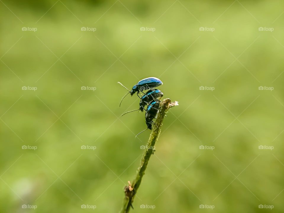 Blue beetle on a wooden branch.