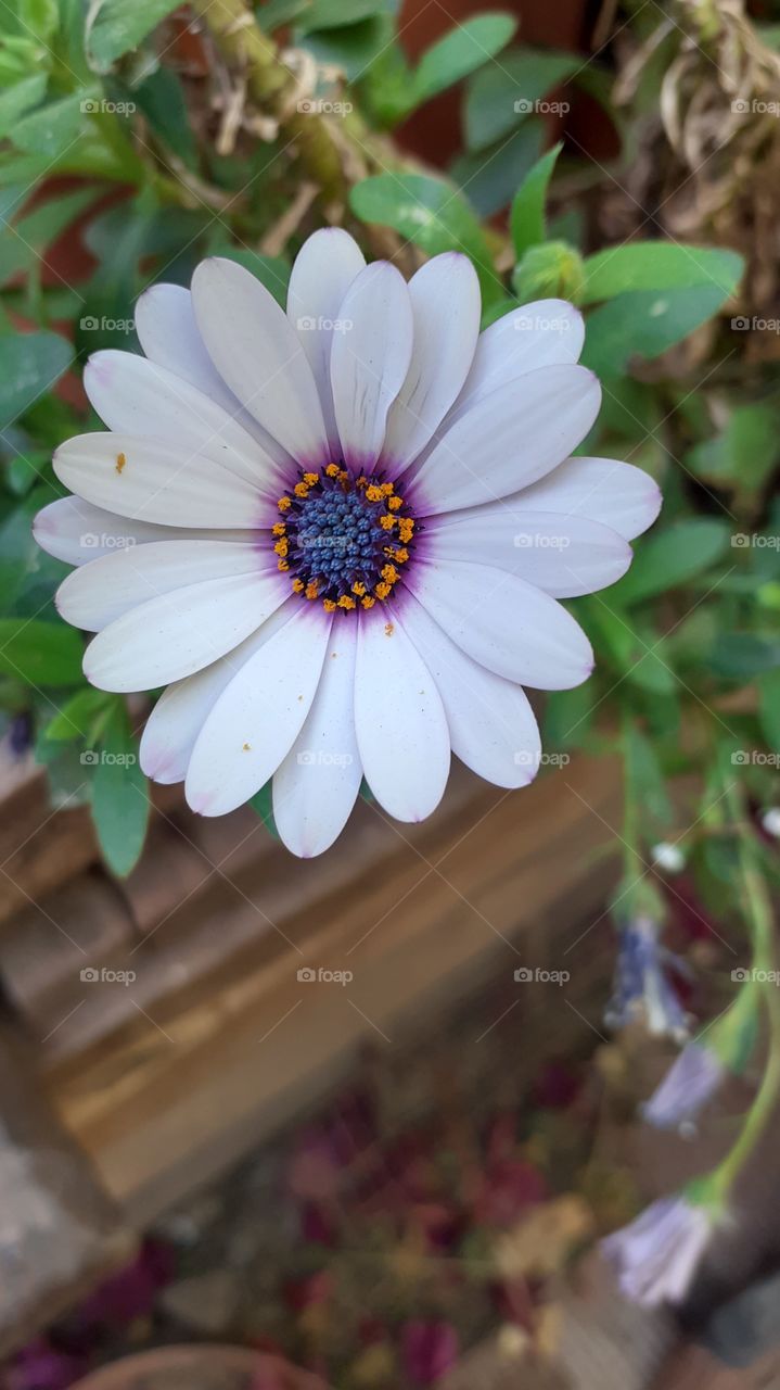 flor blanca