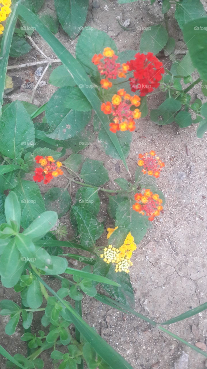 flowers orange yellow and red