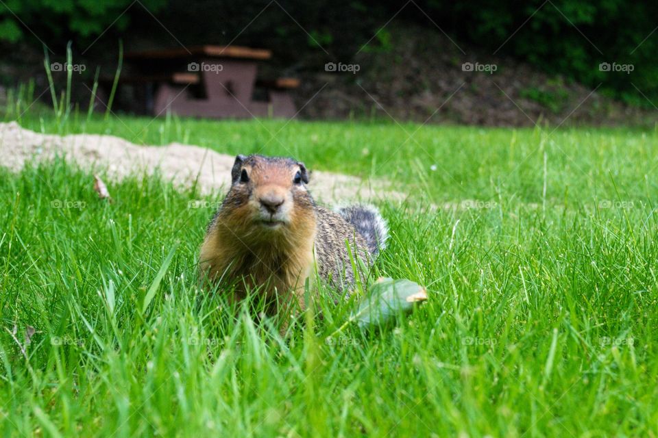 Prairie dog on grassy field at Banff