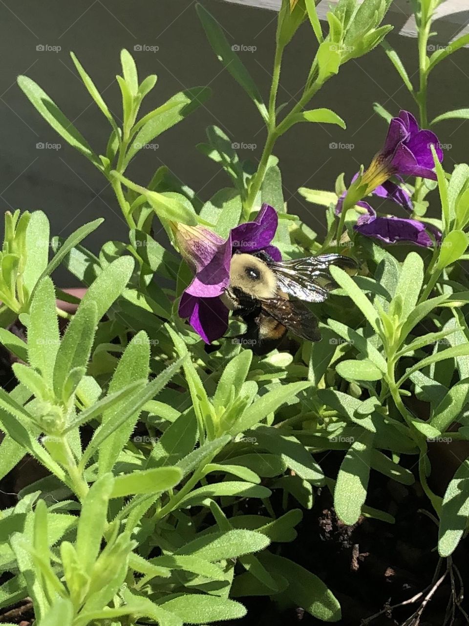 Backyard bumblebee pollinating petunia flower on sunny summer afternoon beautiful honey bee nature wildlife bugs weather leaves foliage gardening container garden patio plants 