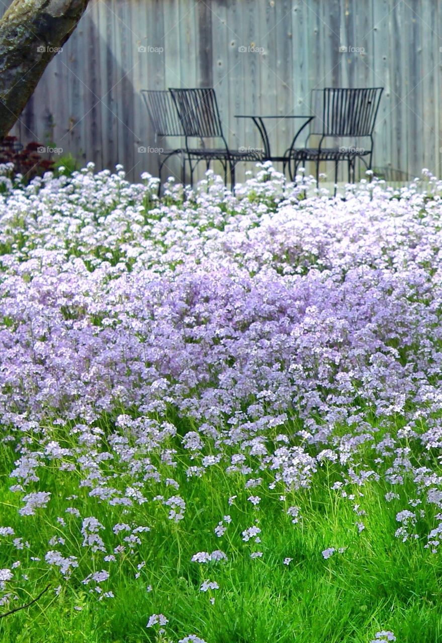 Purple flower blooming at outdoors