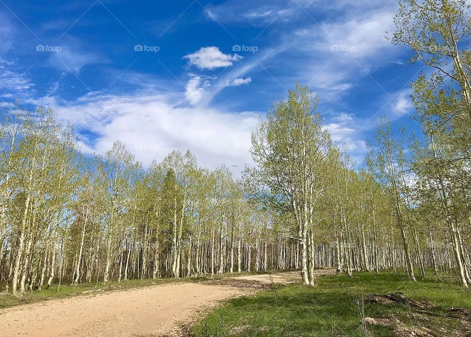 Aspen Trees in National Forest