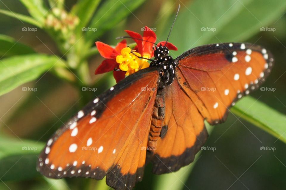 Queen butterfly