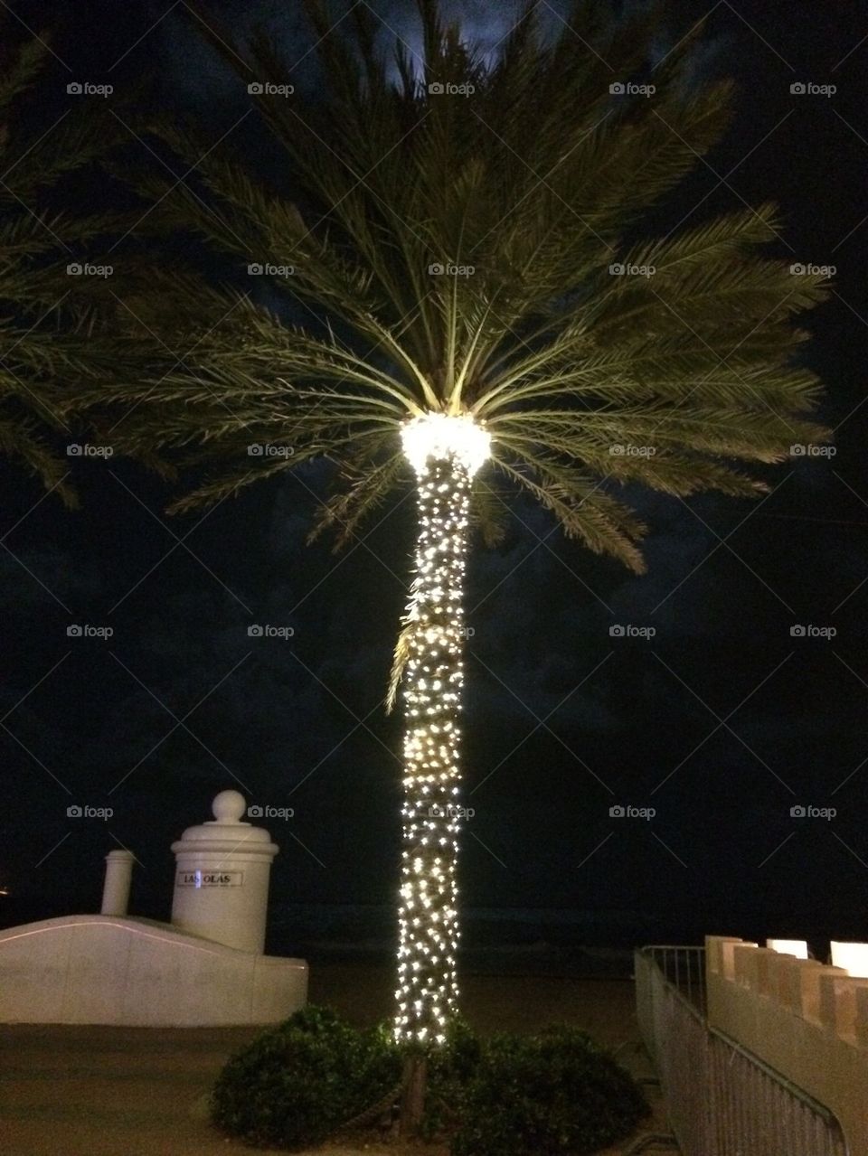 Christmas palms