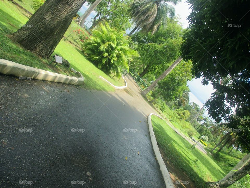 Pathway-royal botanical gardens, Trinidad and Tobago.