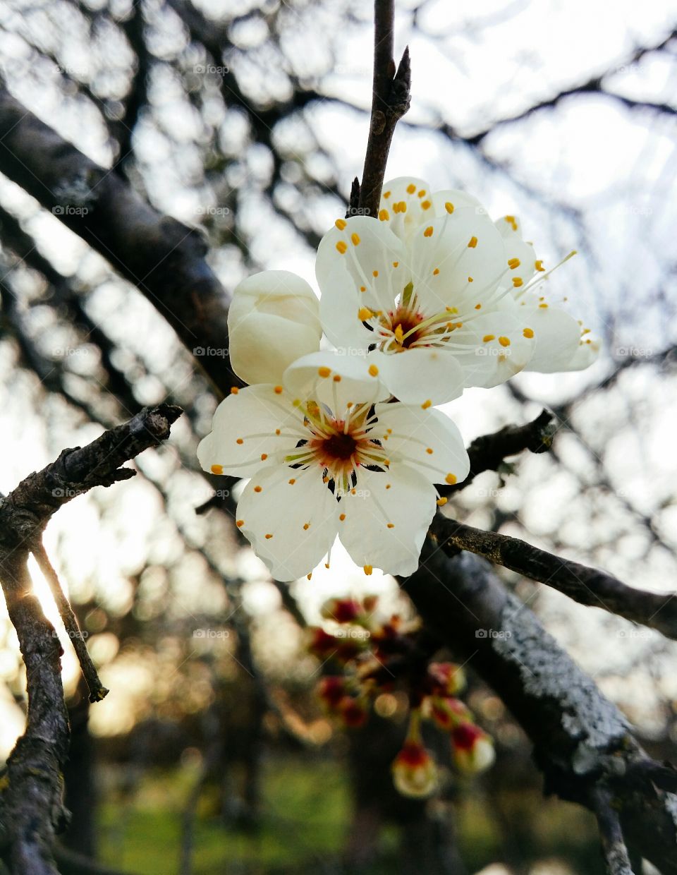 Close-up of mexican plum blossoms