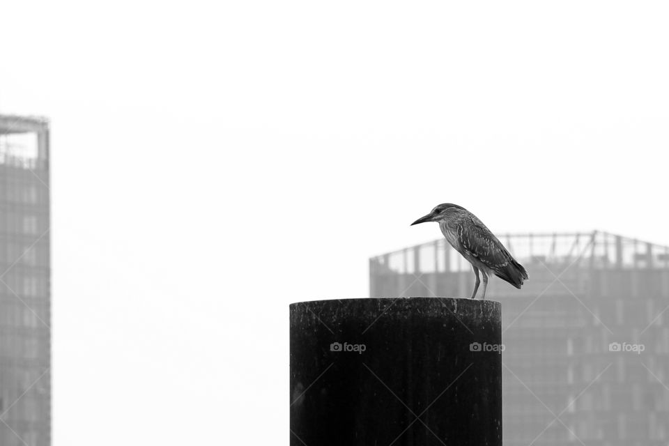 Bird on a pole. A bird sitting on a pole at the harbor in Shanghai China.