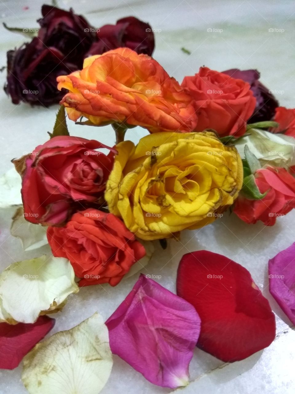 lot of colorfully Rose's i love it