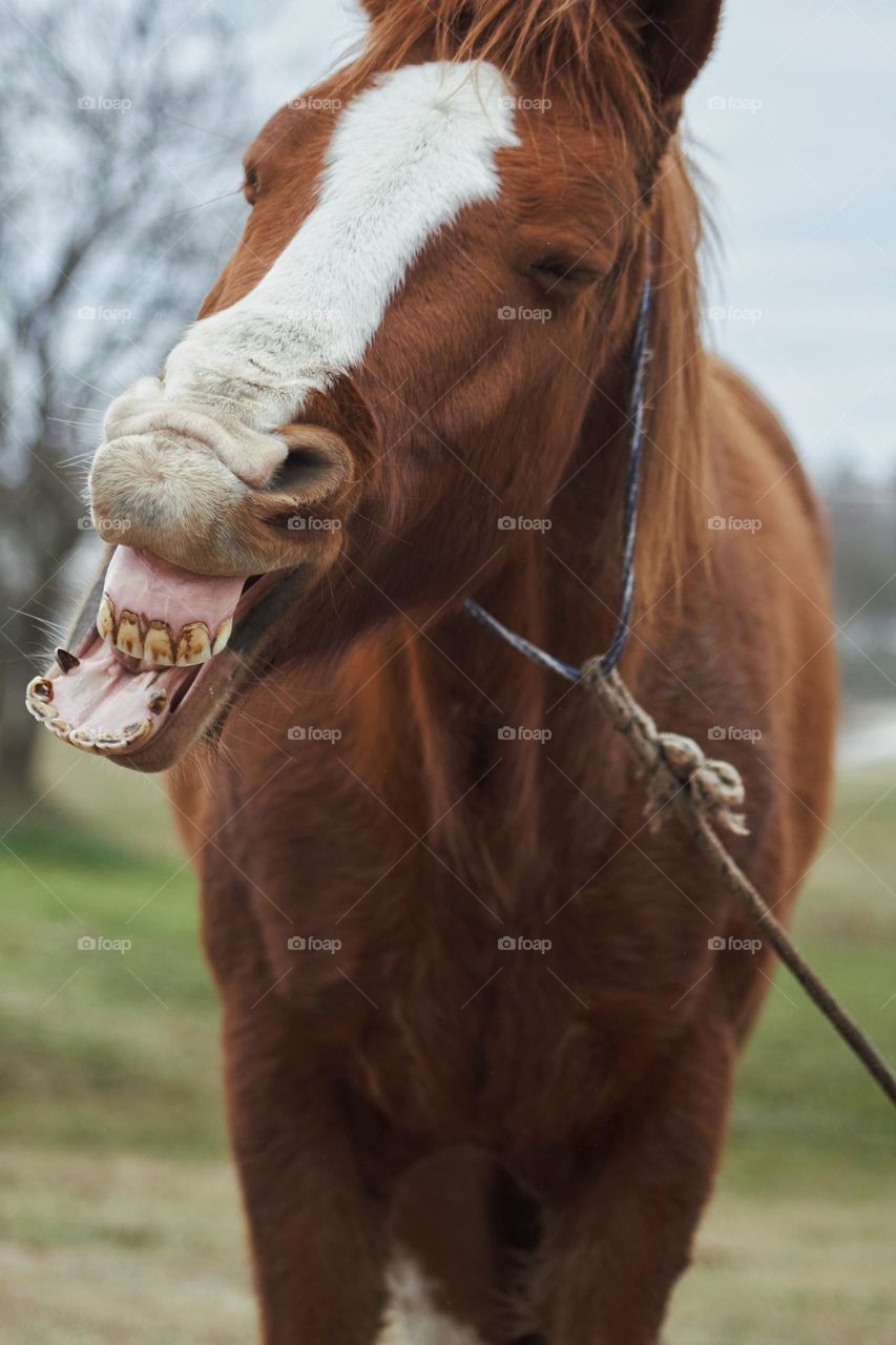 Brown horse smiling in the open air