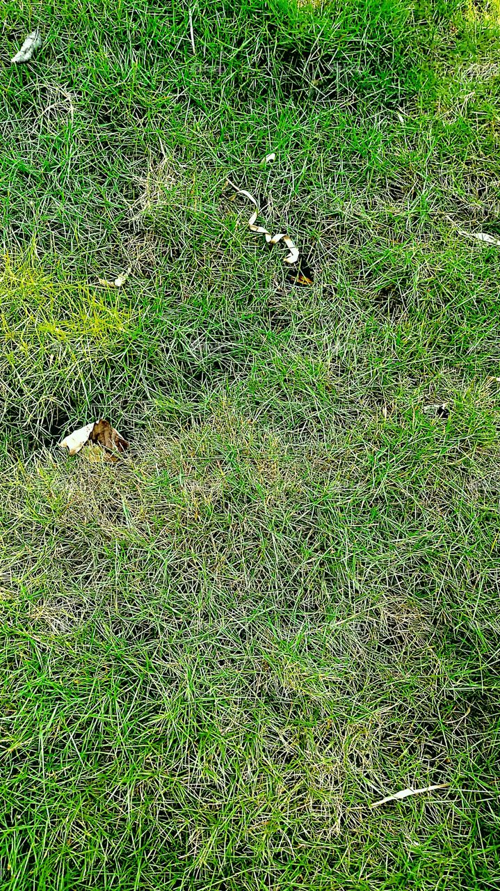 DA FAMÍLIA DOS BAMBUS PARA DECORAÇÃO DO JARDIM OU BOSQUE.