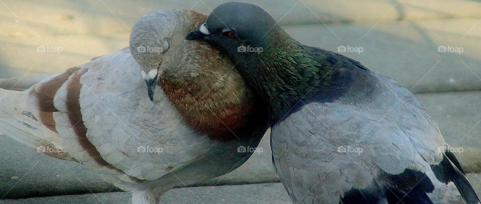 Mated Pair of Pigeons