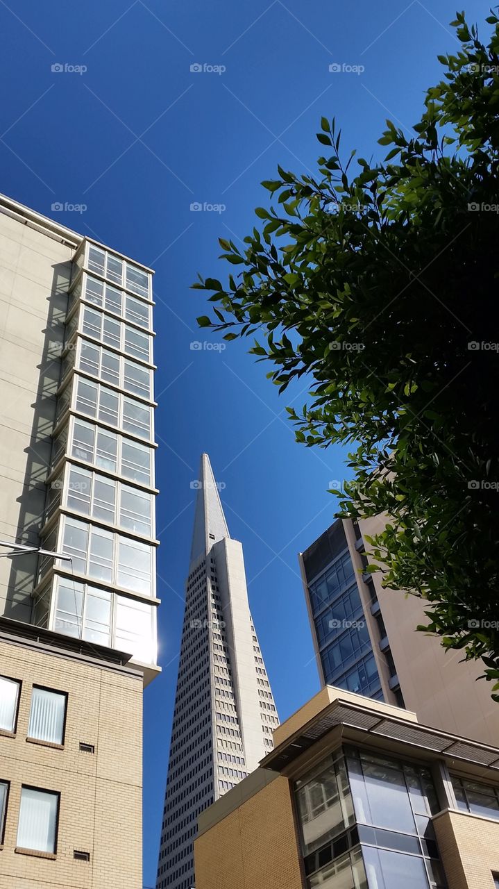 Buildings in San Francisco. Famous building in SF