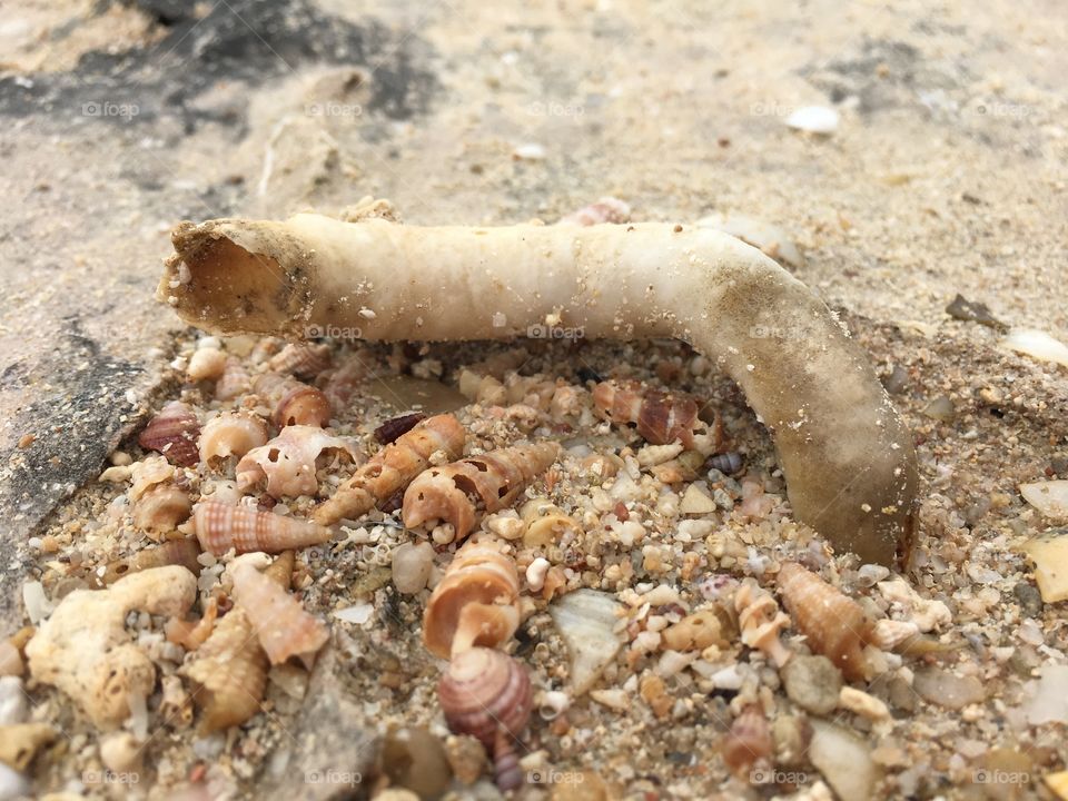 Tiny seashells washed up on the seashore closeup background image 