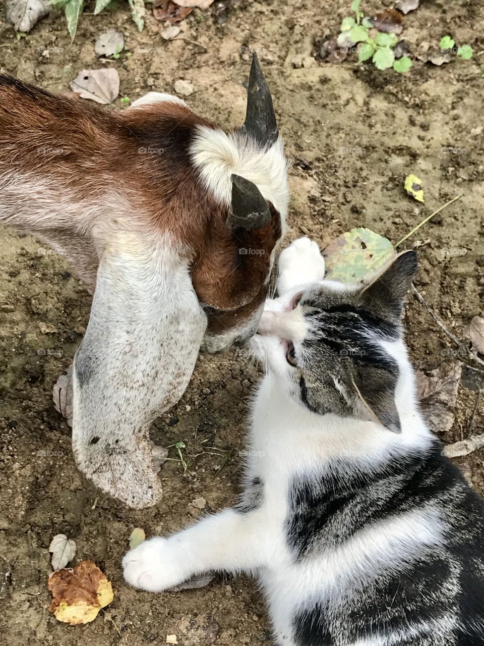 Wally, my goat, meeting my kitten for the 1st time 