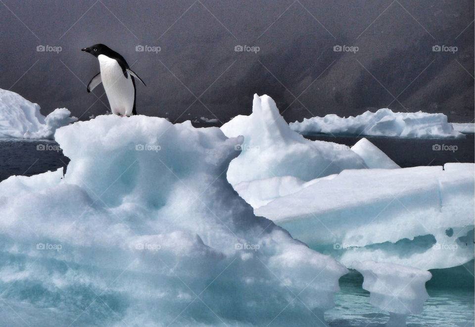 Penguin standing on iceberg