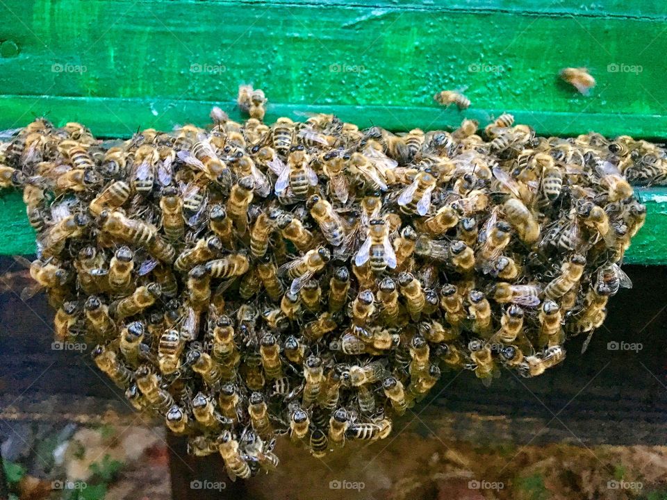 Beekeeping 